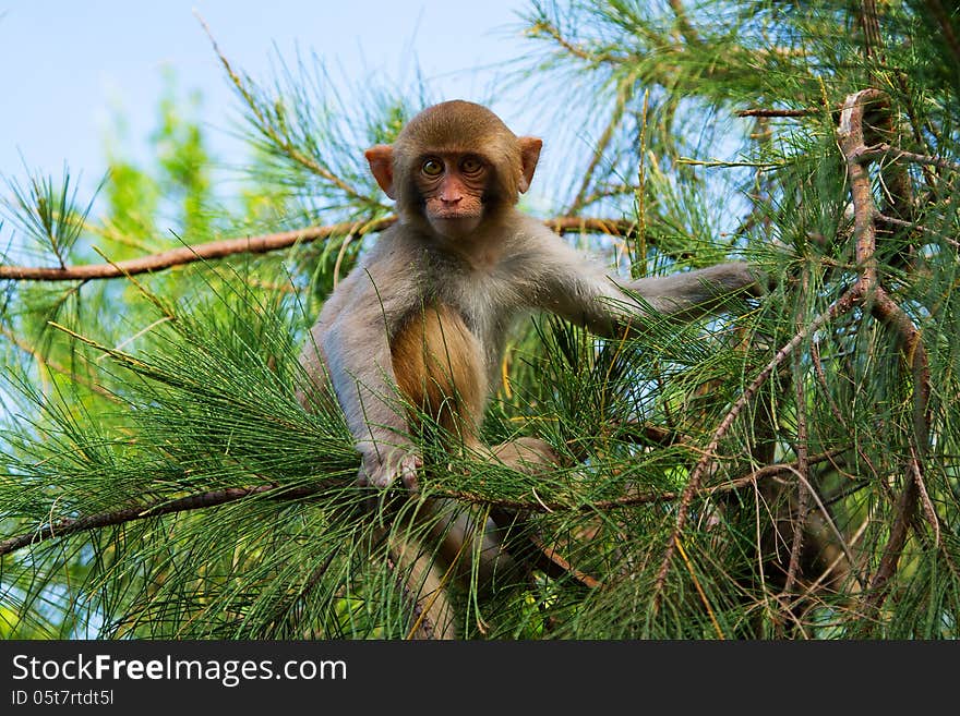 Monkey On The Pine-tree