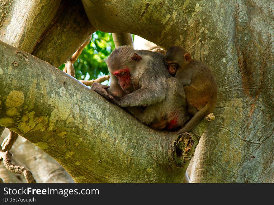 Sleeping Monkeys on the tree