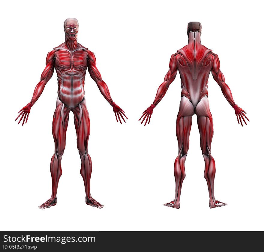 Male musculature anatomy without bone structure