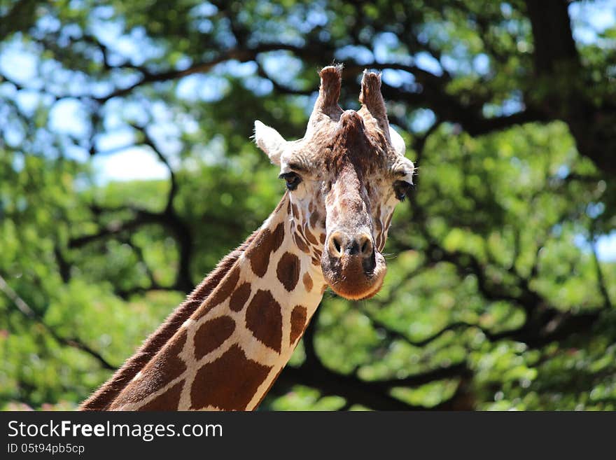 Giraffe portrait against trees