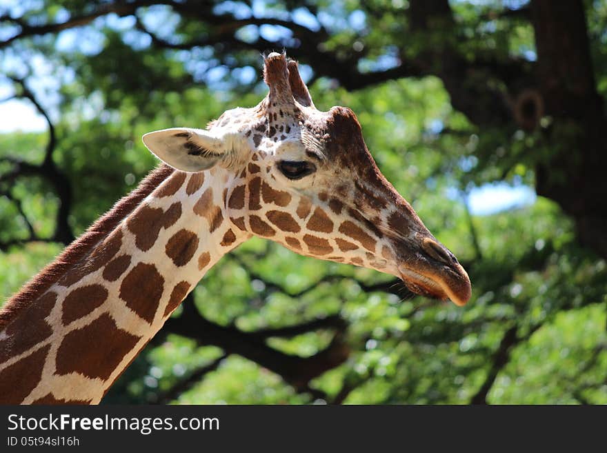 Giraffe portrait against trees and sky