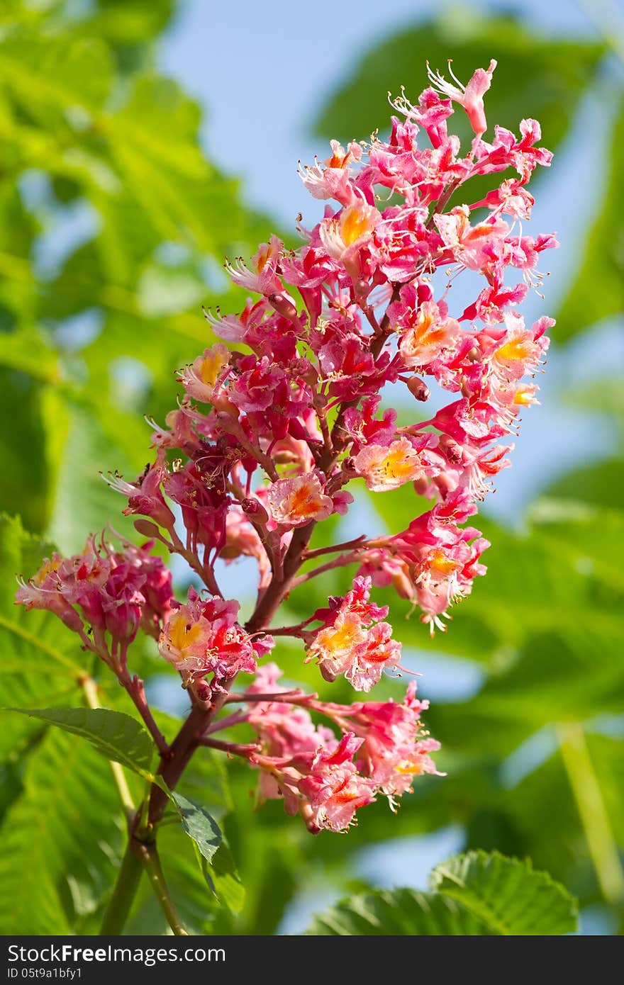 Blossom flowers on the chestnut tree. Blossom flowers on the chestnut tree