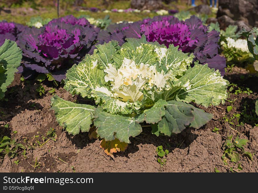 Green and violet cabbage plantation