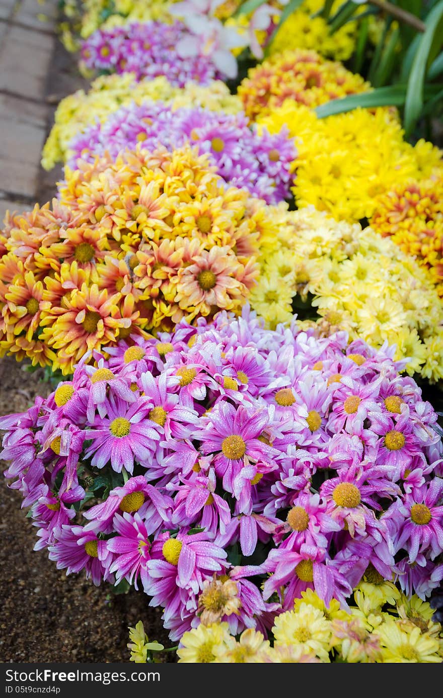 Variety color of Chrysanthemum