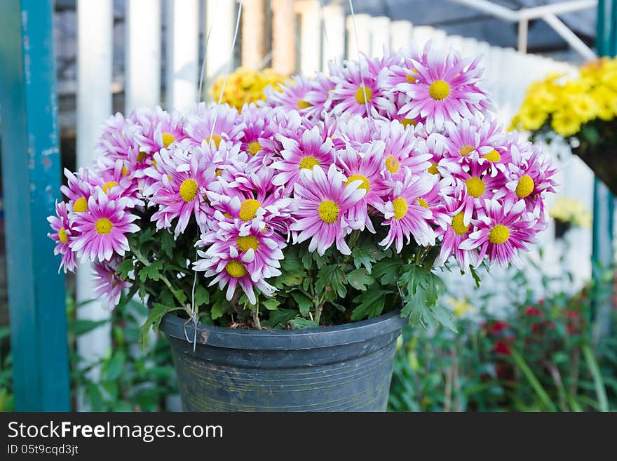 Bouquet of purple white Chrysanthemum