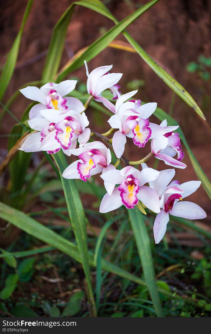 Bouquet of white purple orchids from nature