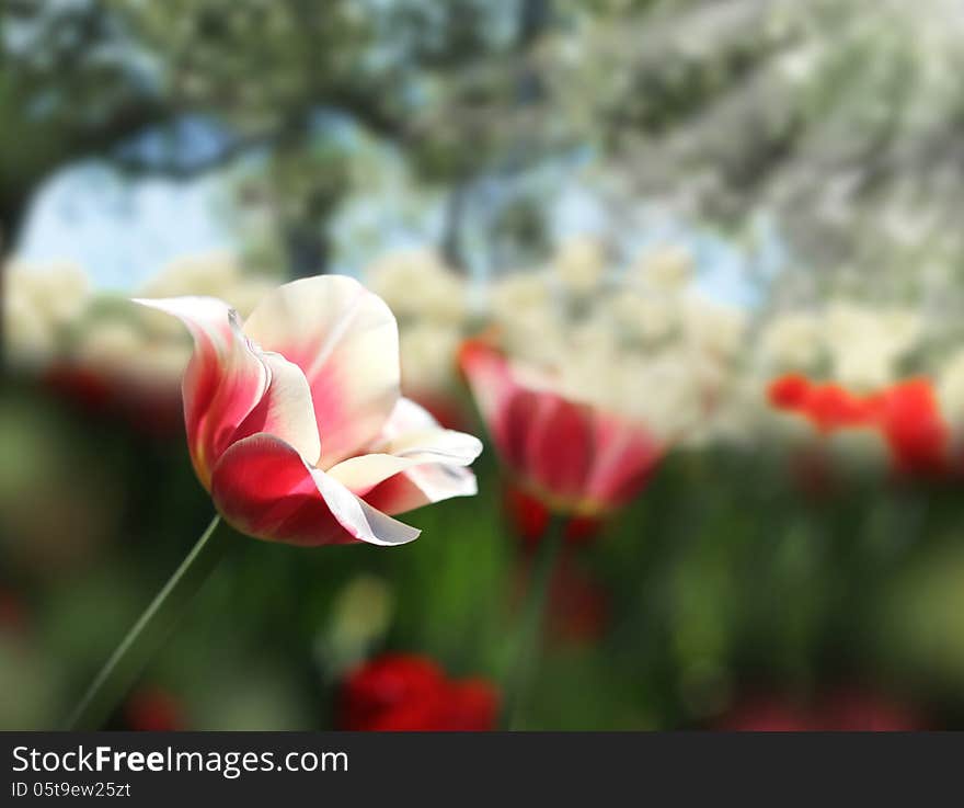 Sensitive red and white tulips on dark green spring garden background. Sensitive red and white tulips on dark green spring garden background