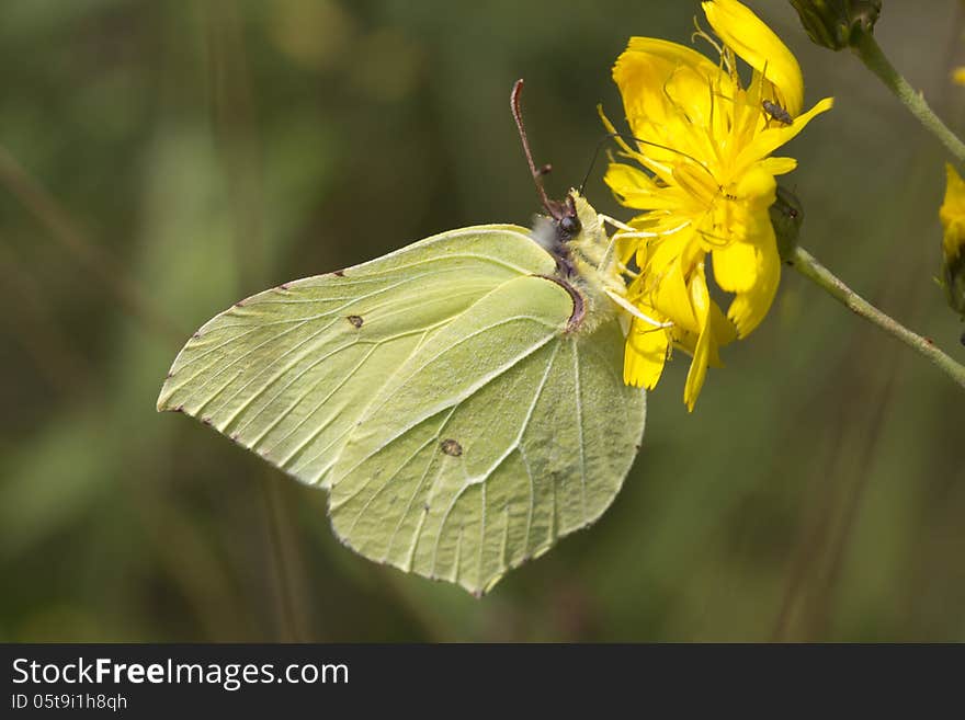 Gonepteryx rhamni - day butterfly from a family of pierids (Pieridae). Gonepteryx rhamni - day butterfly from a family of pierids (Pieridae).