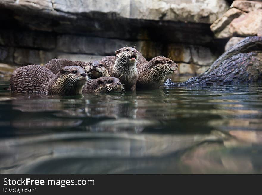 A group of five Oriental or Asian small-clawed otters captured in a zoo.