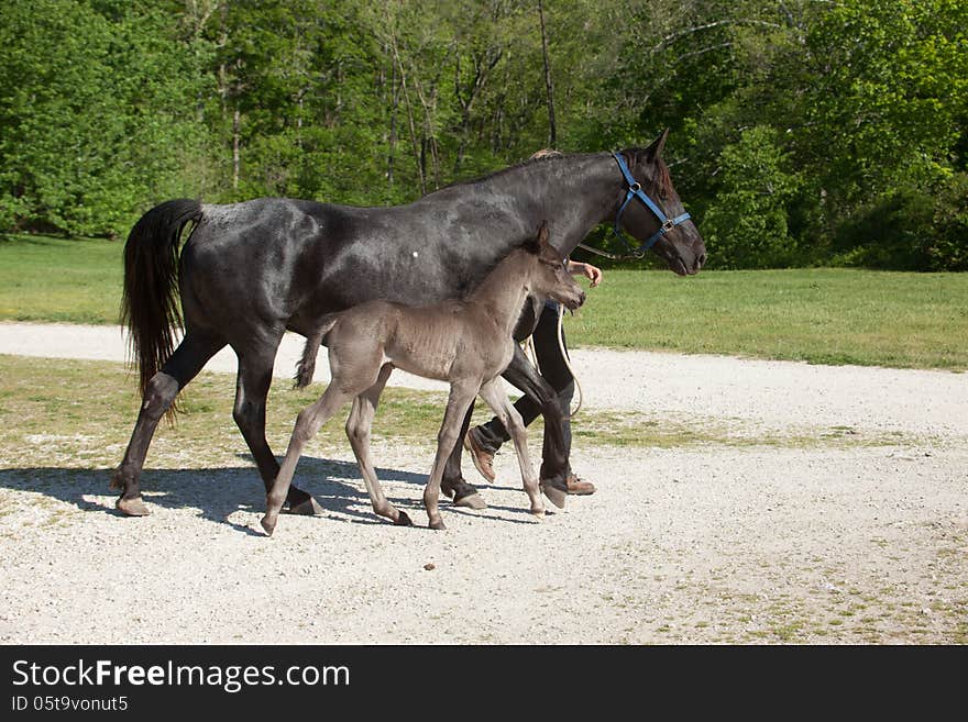 Black mare with foal. Black mare with foal.