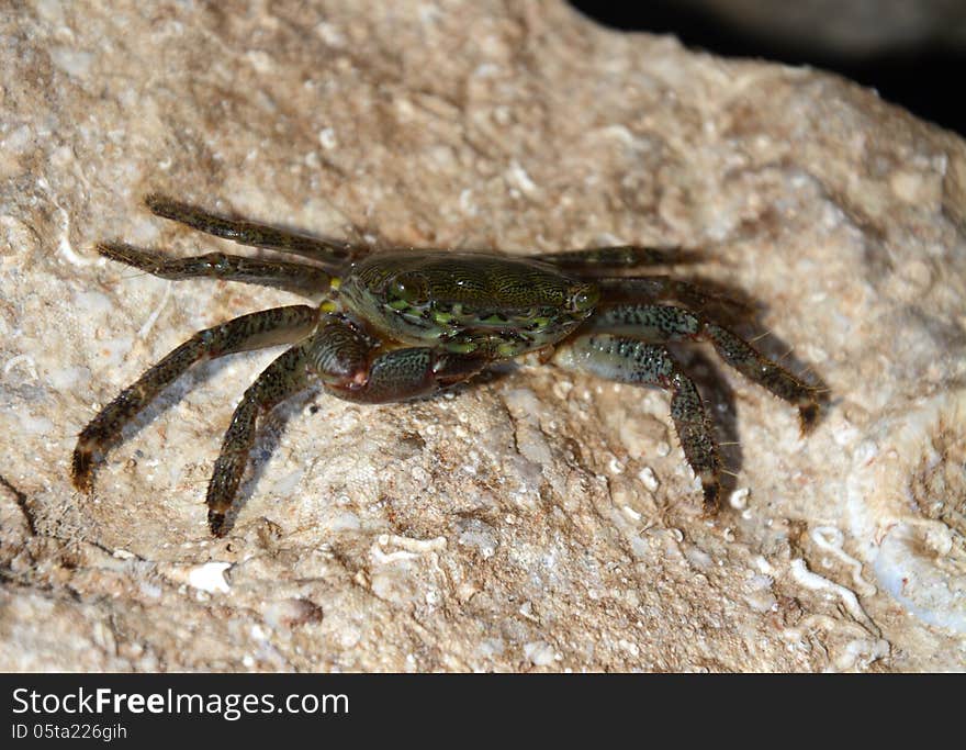 Crab (Pachygrapsus marmoratus Fabricius) feeding with shells from the rock