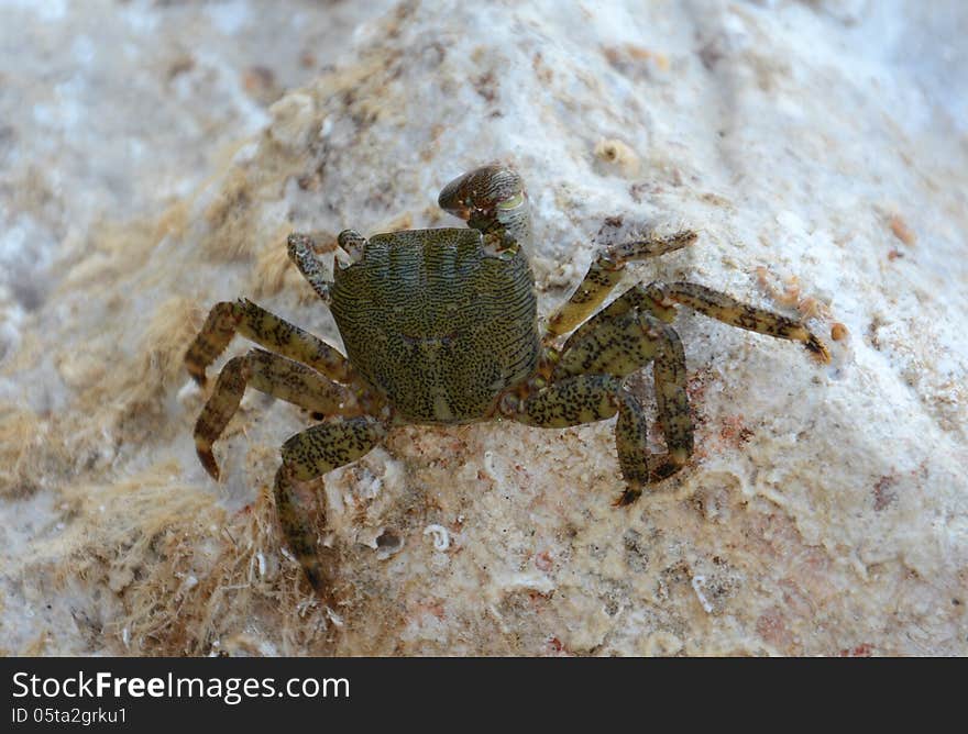 Crab (Pachygrapsus marmoratus Fabricius) feeding with shells from the rock