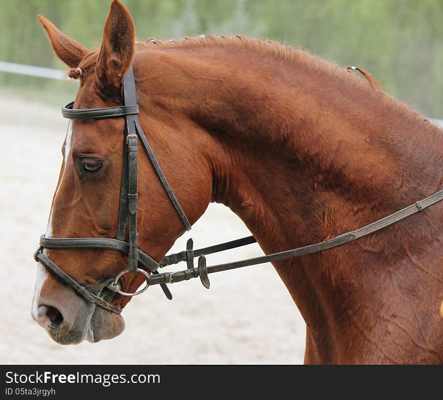 Horse on a green background