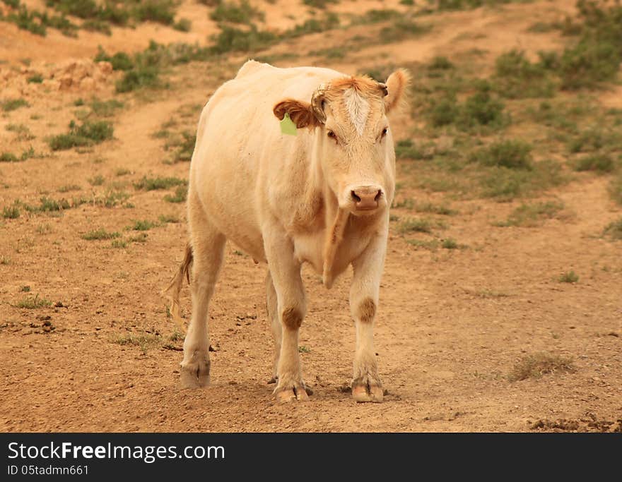 Lonely cow in Nevada, USA