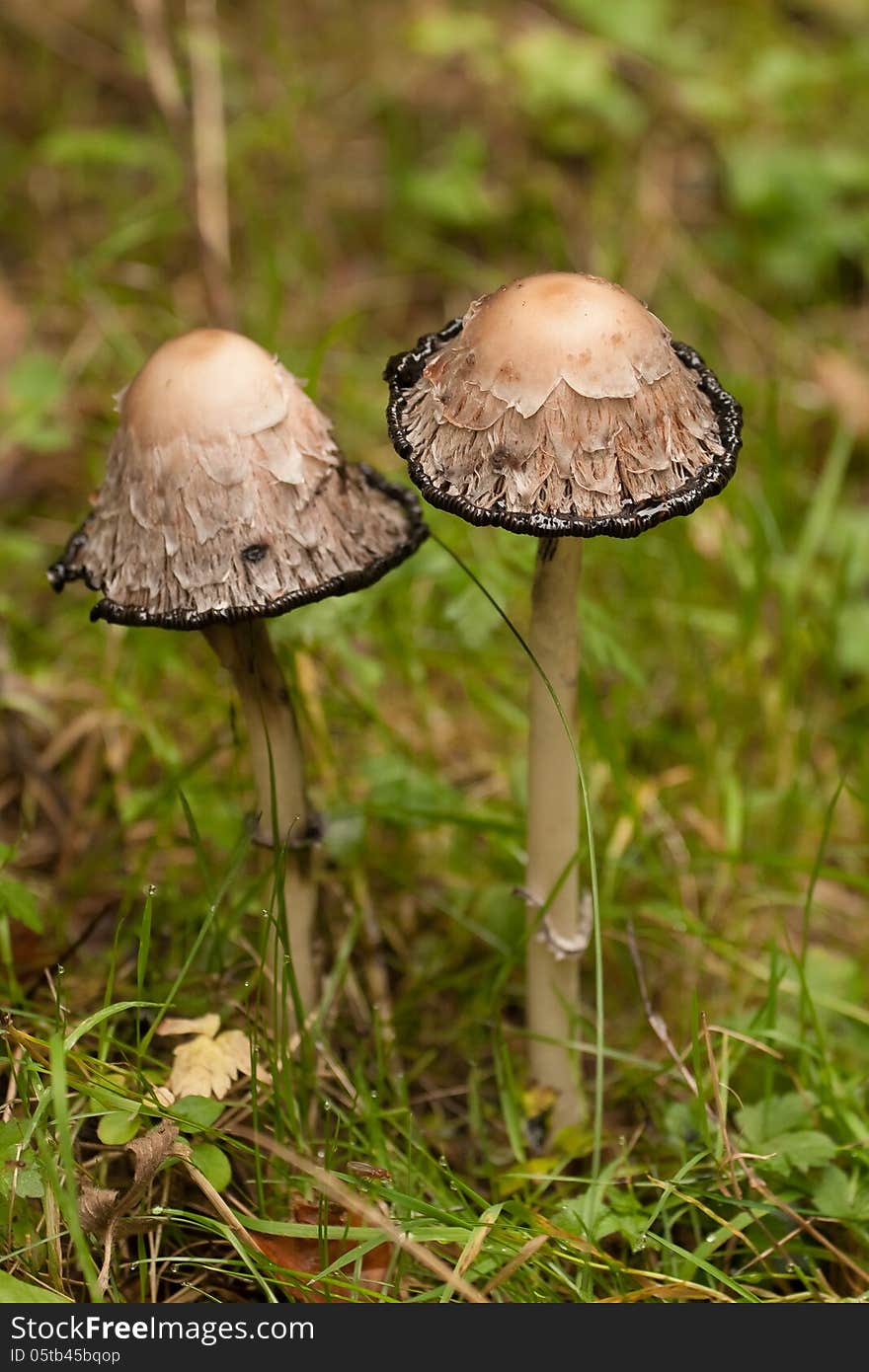 Two shaggy inkcap toadstools standing on the the forest floor together