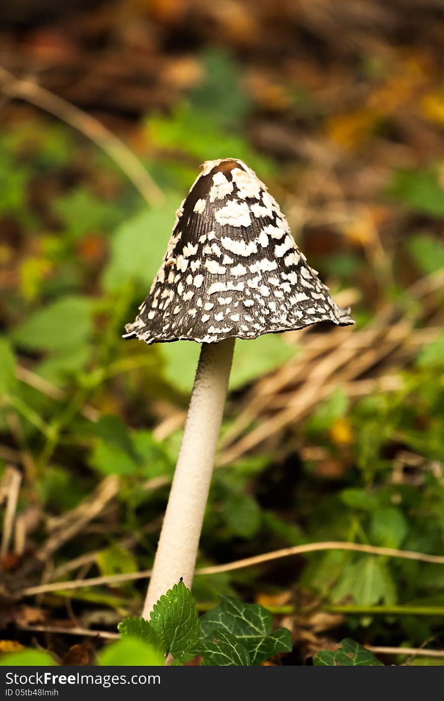 Coprinopsis Picacea - Magpie Inkcap Toadstool