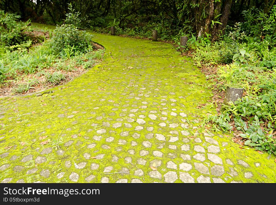 Moss growing on cement pathway