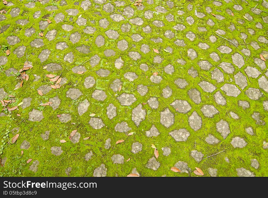 Moss growing on cement pathway. Moss growing on cement pathway