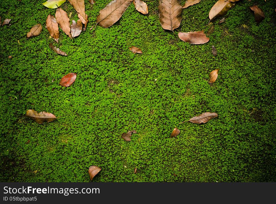 Ground path with green moss. Ground path with green moss