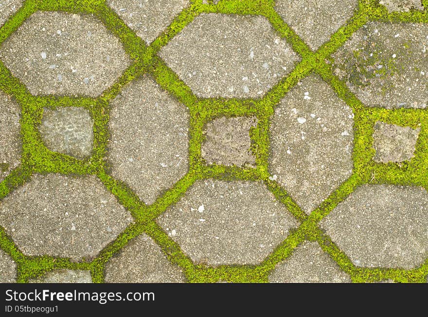 Moss growing on cement pathway. Moss growing on cement pathway