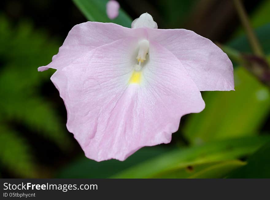 Caulokaempferia thailandica blooming in rain forest, Thailand