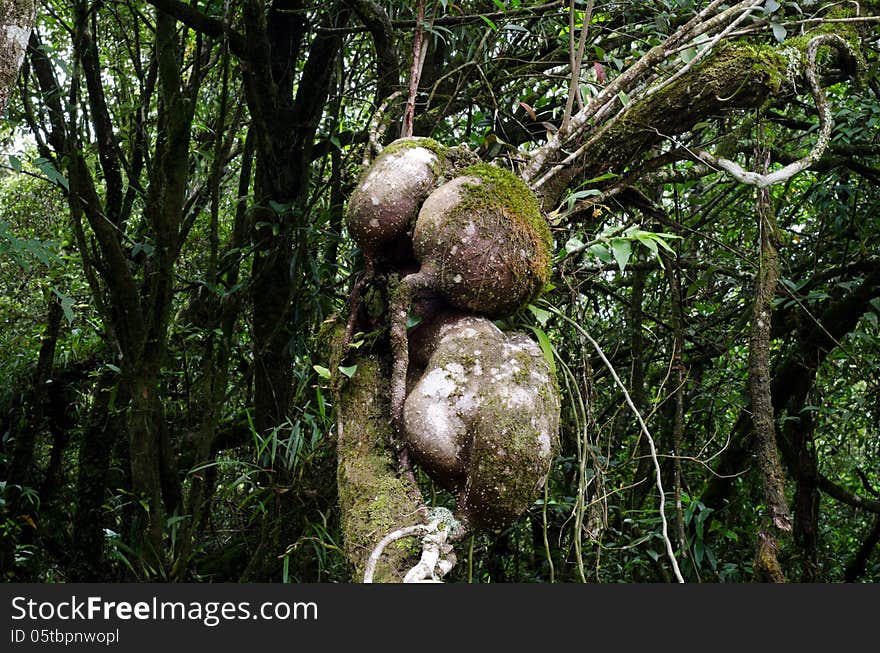 Agapetes lobbii in rain forest, Thailand