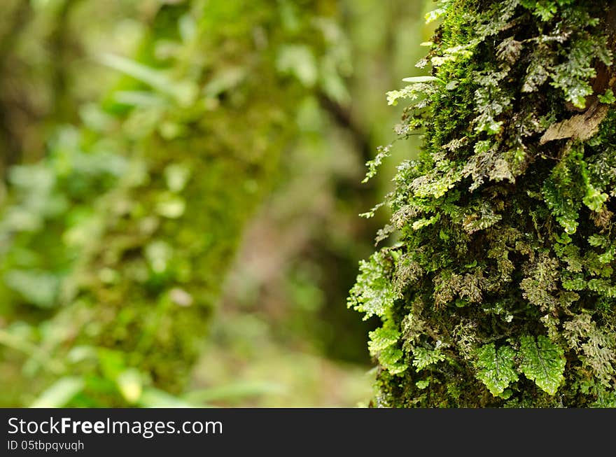 Green ferns and moss growing on tree