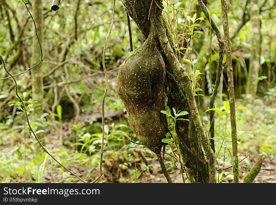 Agapetes lobbii in rain forest, Thailand