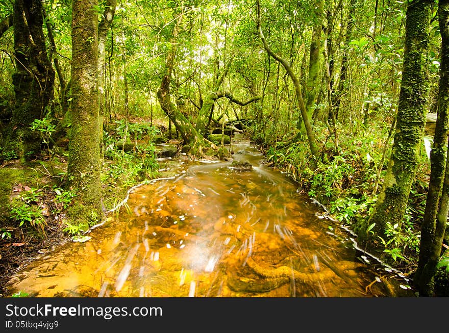 Streamlet intropical rain forest , Thailand