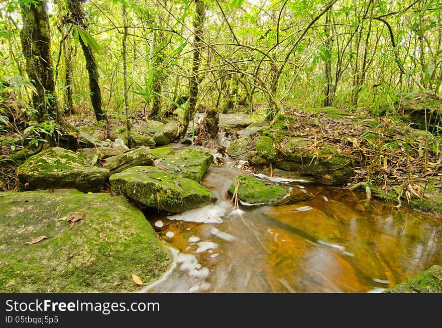 Streamlet intropical rain forest , Thailand