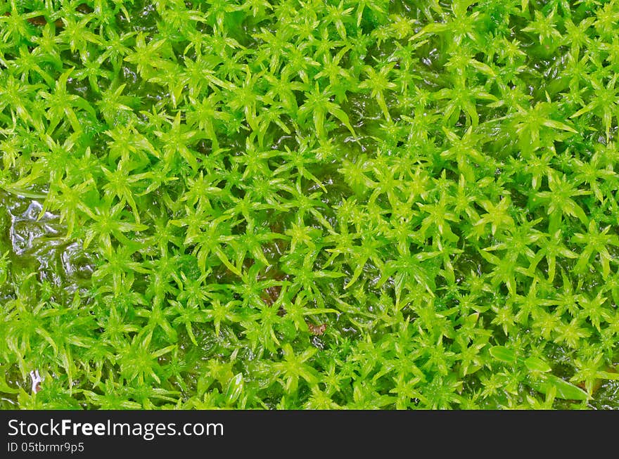 Sphagnum moss in rainforest ,Thailand