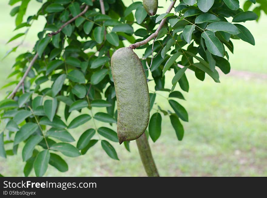 Afzelia xylocarpa pod hanging on tree