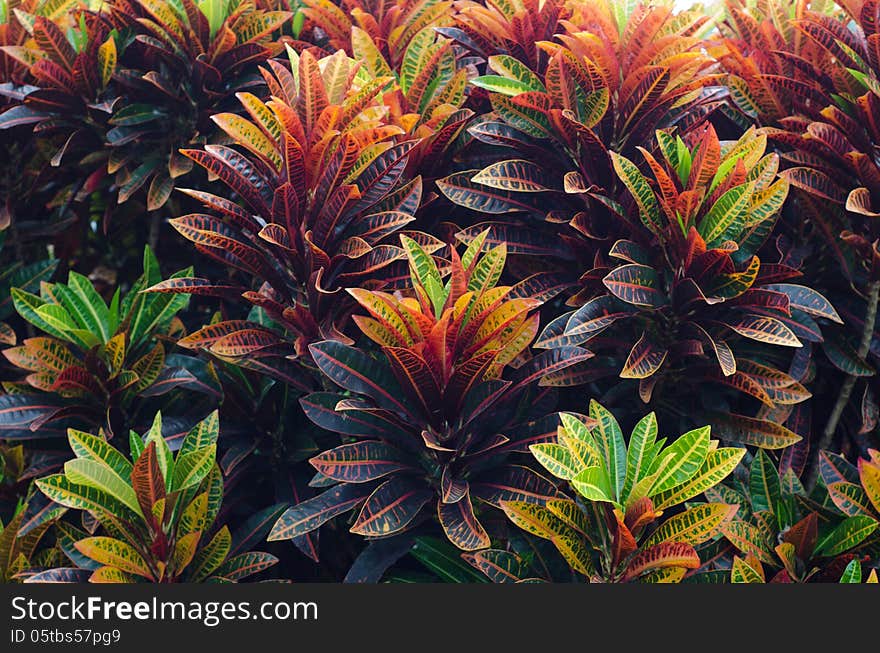 Colorful croton leaves and background