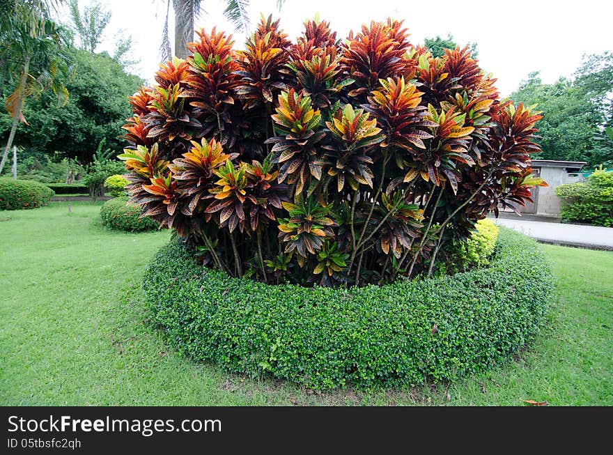 Croton tree and Carmona retusa in garden. Croton tree and Carmona retusa in garden