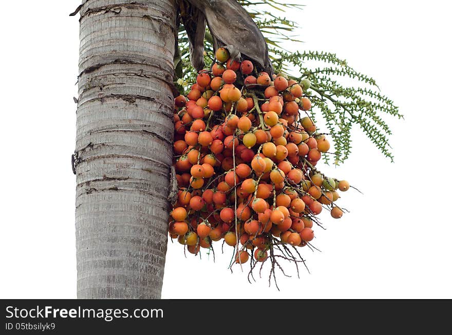 Palm fruits on tree on white background