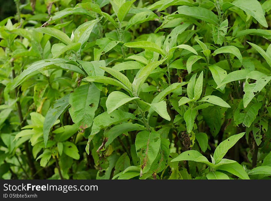 Ngai Camphor (The herb is used to extract camphor)