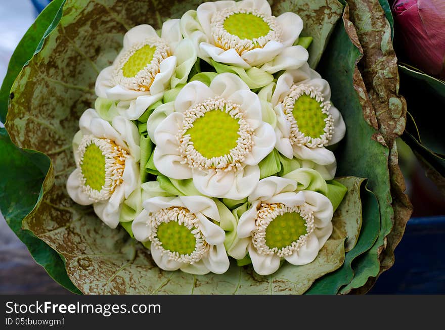 Beautiful folding lotus wrapped in lotus leaf.