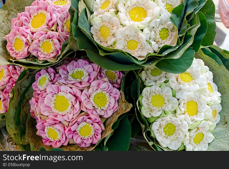 Beautiful folding lotus wrapped in lotus leaf.