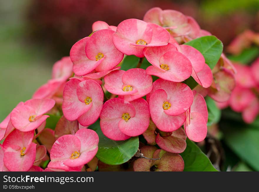 Crown of thorns flowers blooming in garden