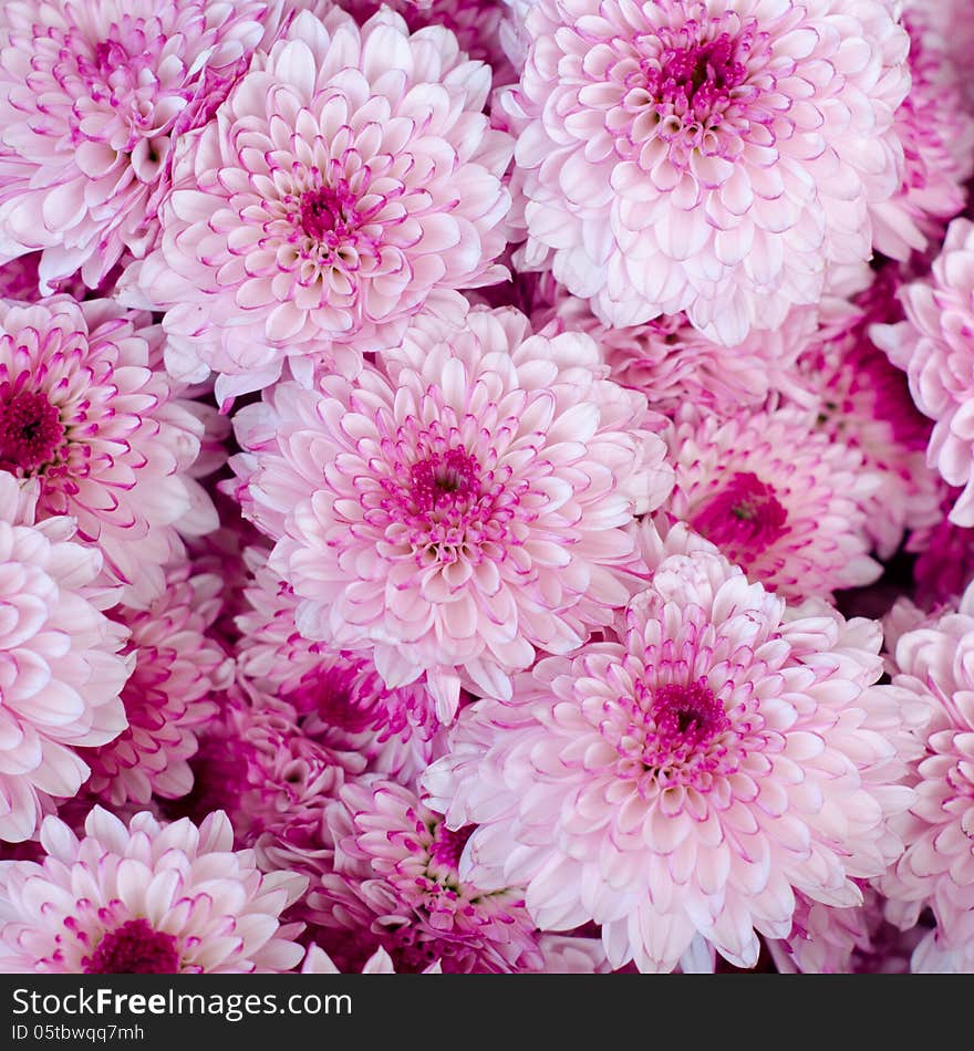 Close up of asters flower background