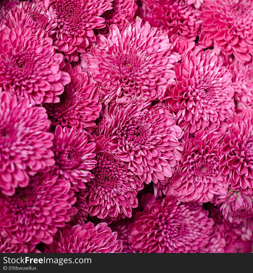 Close up of asters flower background