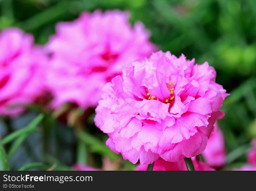 Close up portulaca flower in the garden