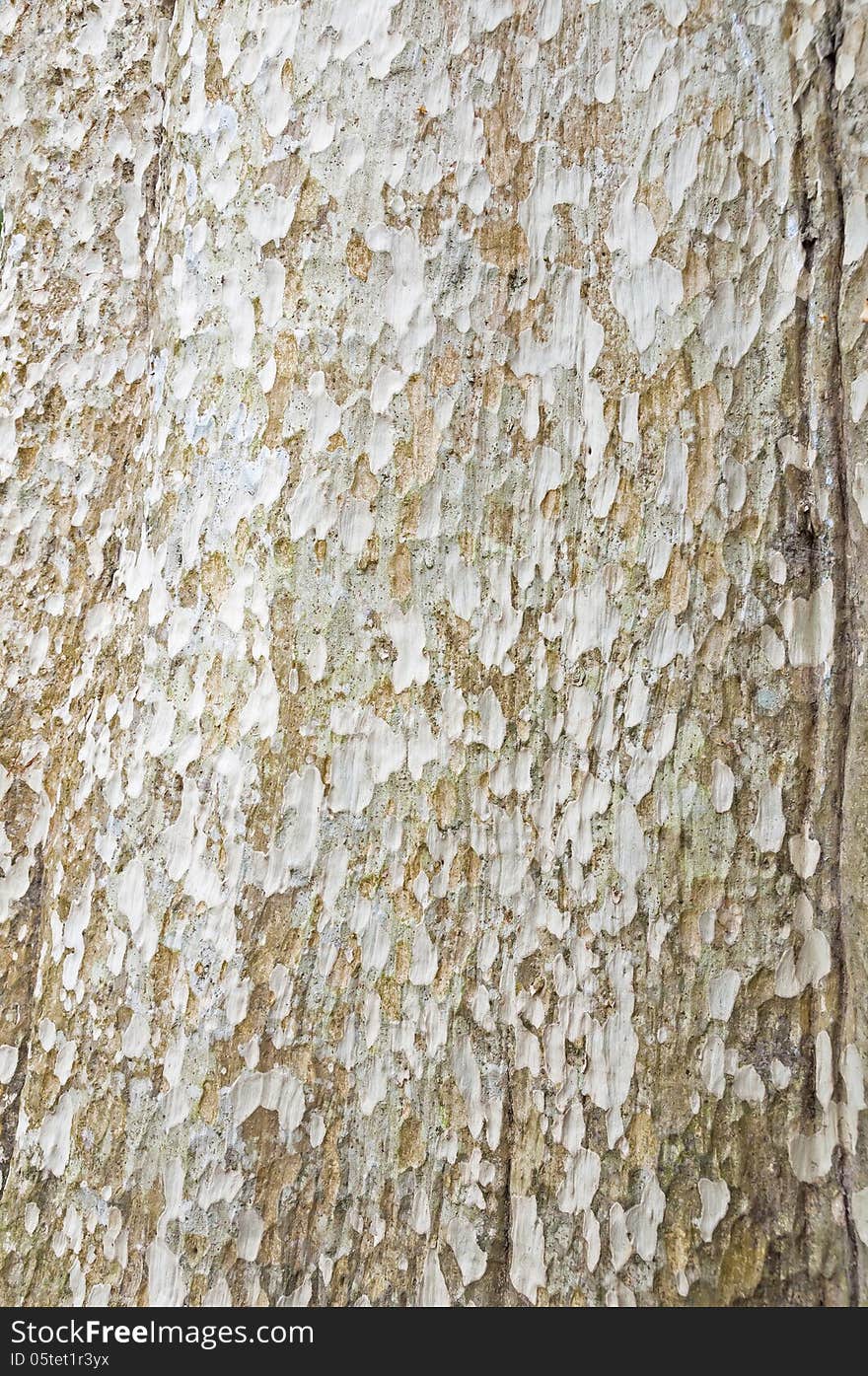 Texture - a bark of an old tree