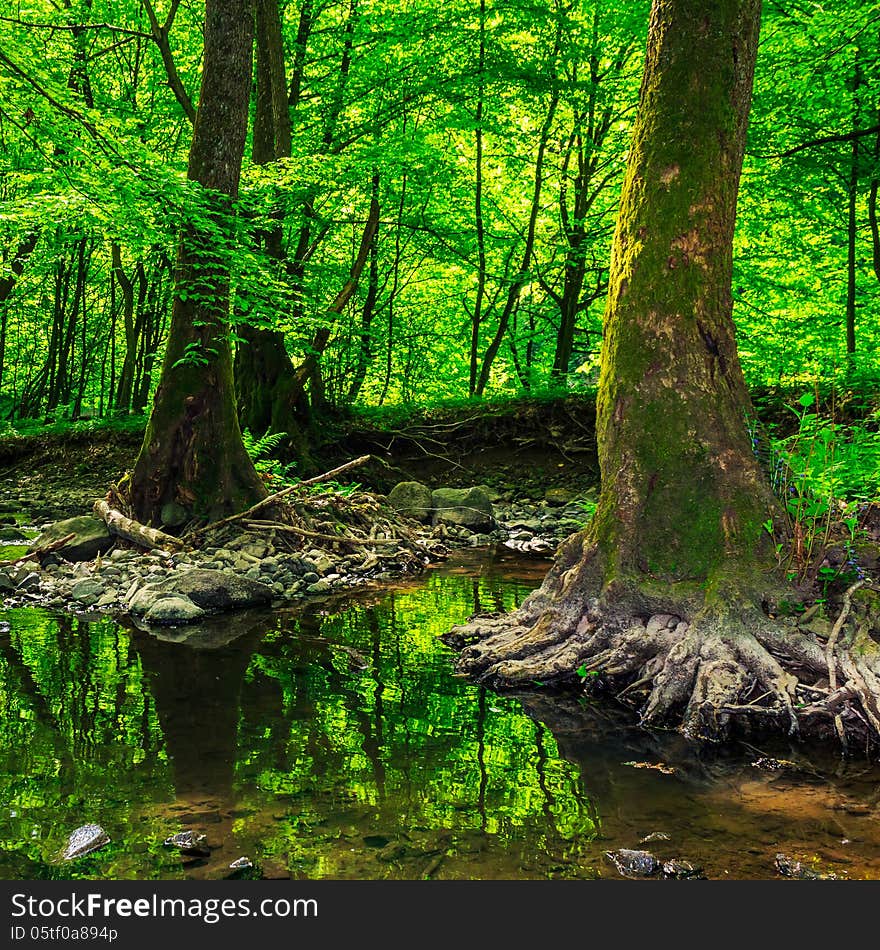 Strong Roots In Creek