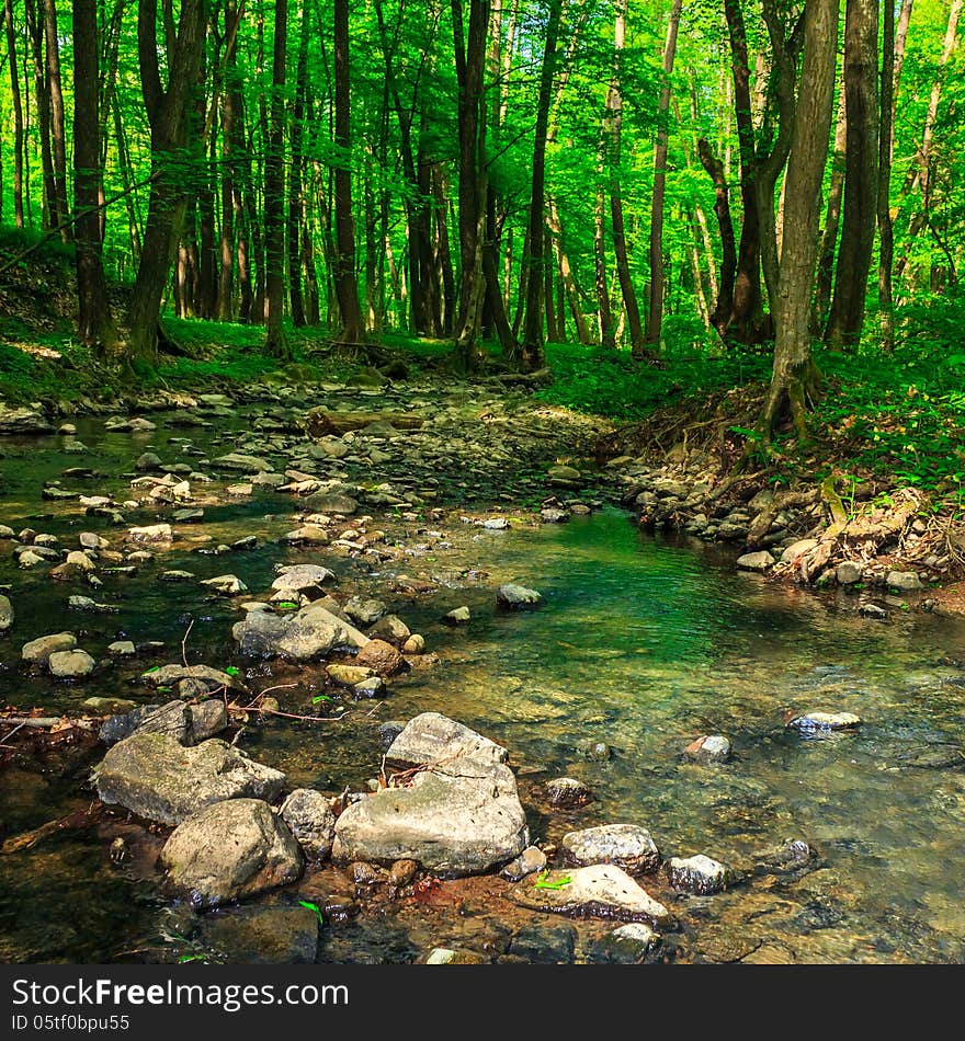 Stones and tree roots in clear forest brook