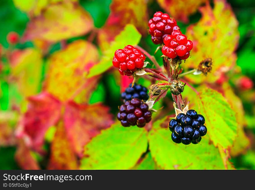 Wild blackberry ripening process