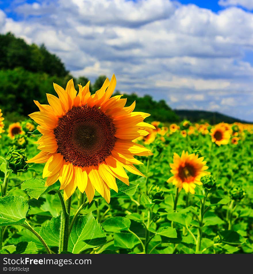 Rows of young sunflowers square