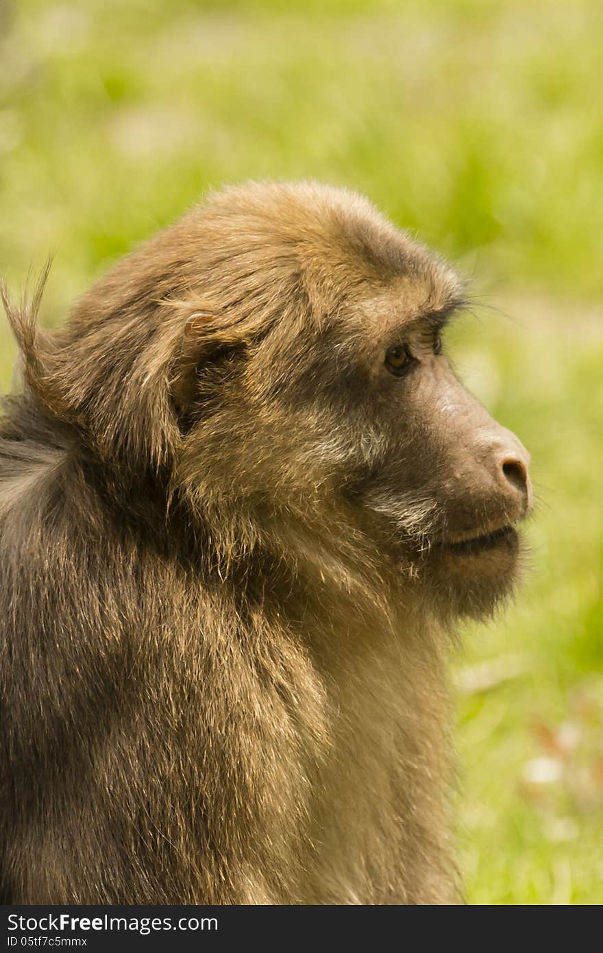 Profile Young Male Tibetan Macaque