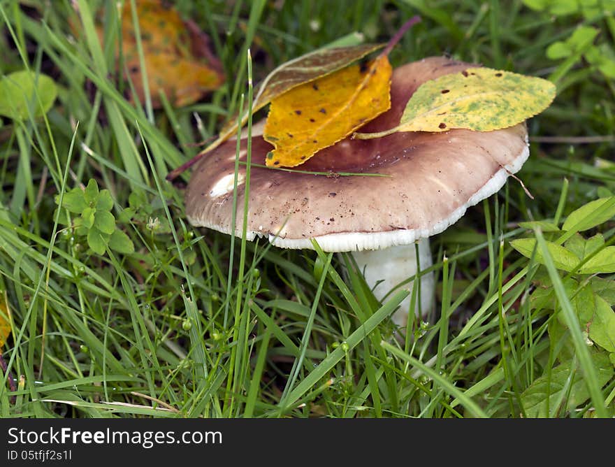 Russula - the most common mushroom in Russia. Very delicious and easy to cook. Some types can be eaten raw. Russula - the most common mushroom in Russia. Very delicious and easy to cook. Some types can be eaten raw.