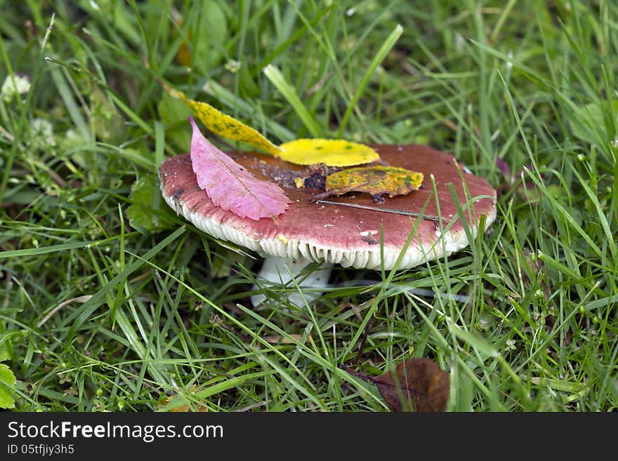 Mushroom Russula.